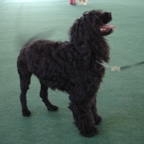 portuguese water dog : Urrita De Alterria